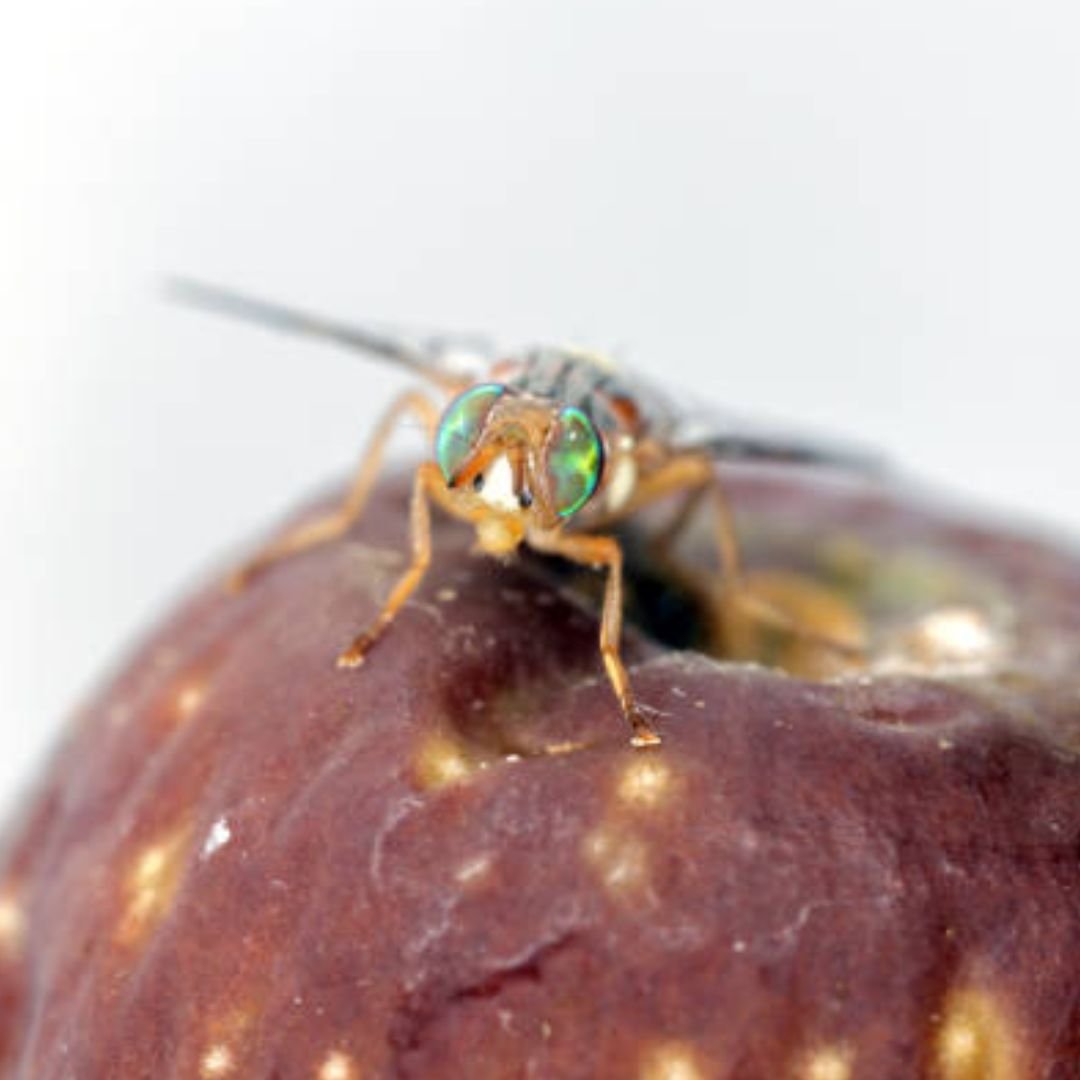 Mosca del olivo Bactrocera oleae