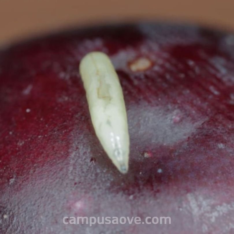 Ejemplo larva mosca del olivo