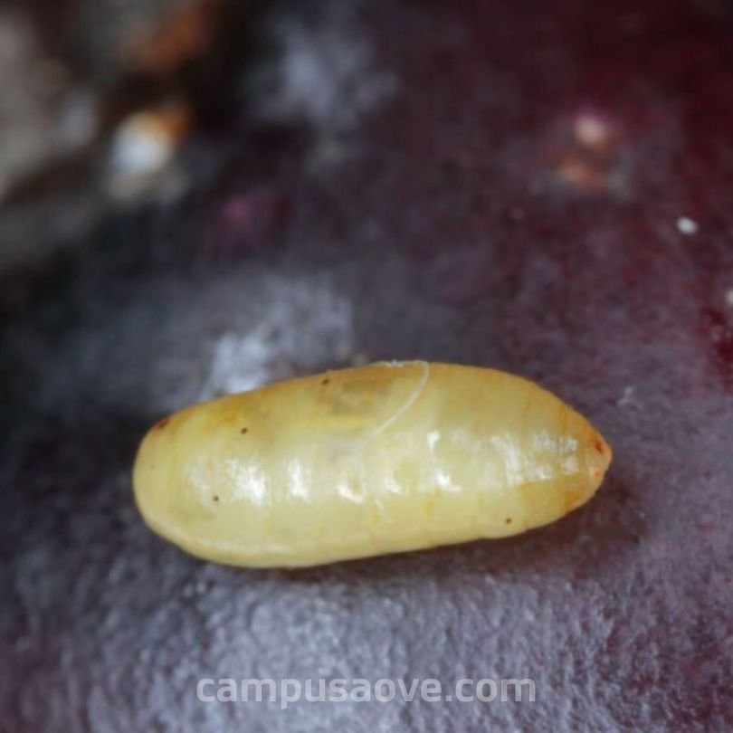 Ejemplo metamorfosis larva mosca del olivo